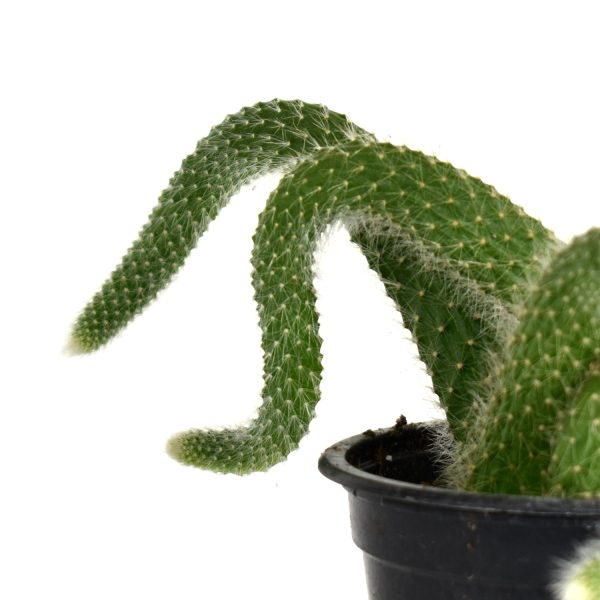 Cleistocactus winteri ssp. colademononis (Monkey Tail Cactus) on Sale