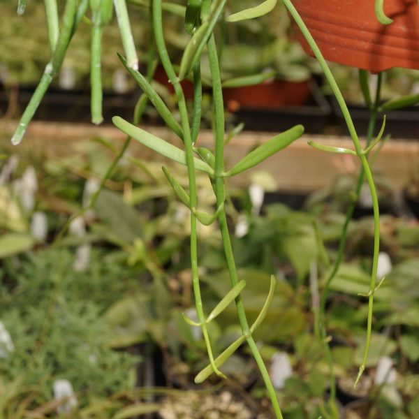 Dischidia bengalensis Online now - Image 3