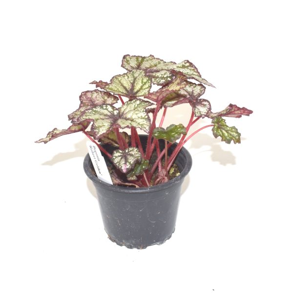 Begonia  Robert Golden  Online now - Image 3