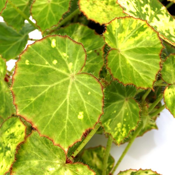 Begonia manicata aureo-maculata Online