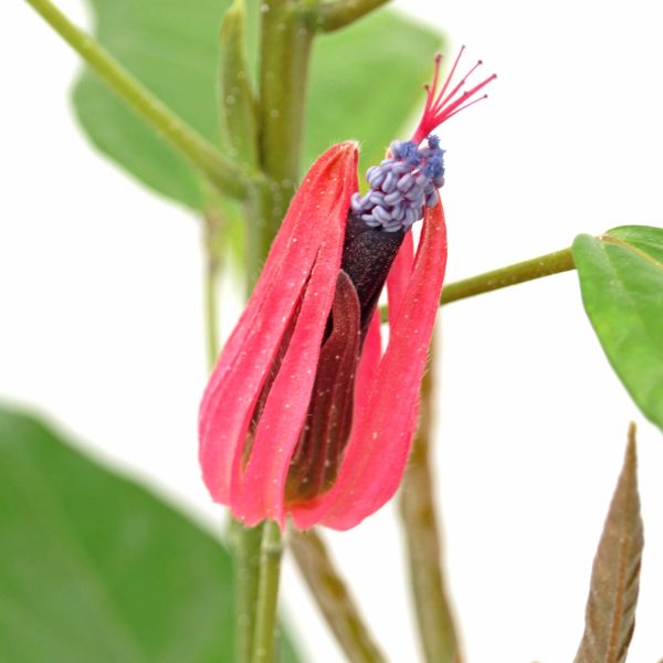 Pavonia multiflora Discount