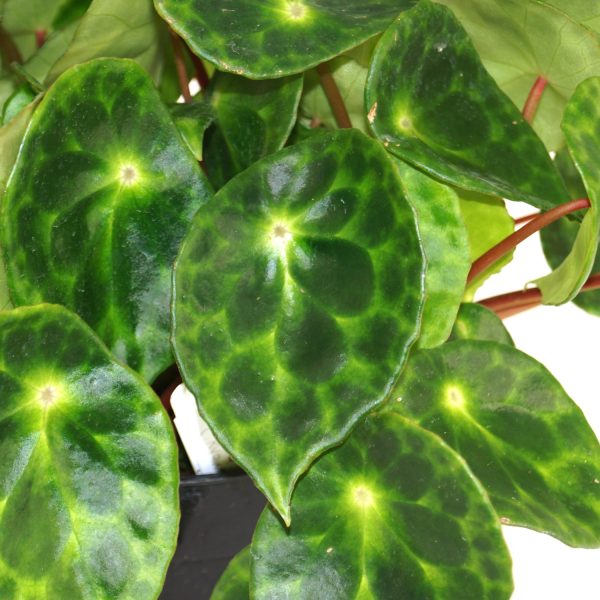 Begonia kingiana (Type 2) Online Sale