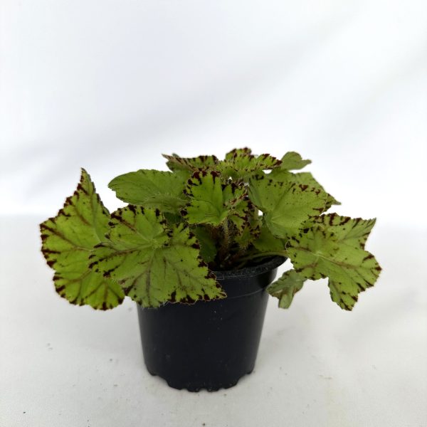 Begonia  Golden Swallowtail  For Discount - Image 2