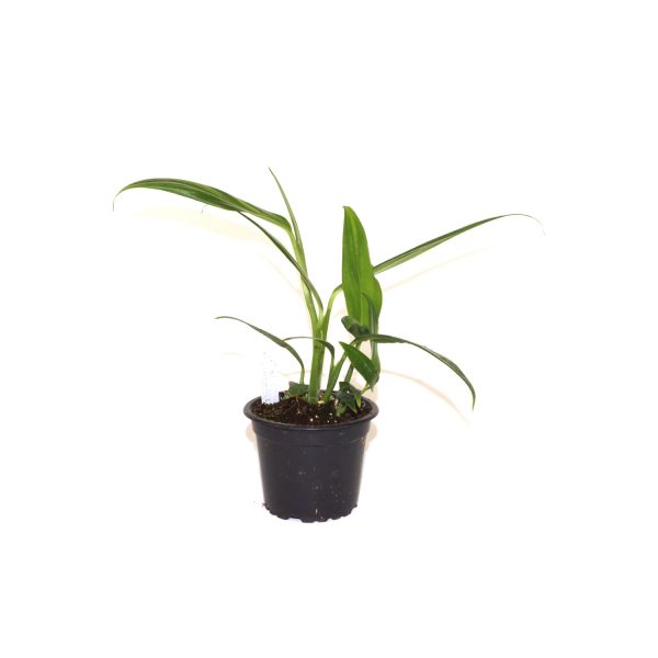 Epipremnum amplissimum  Silver  Cheap - Image 2