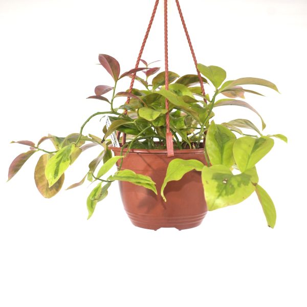 Pereskia aculeata cv.  Godseffiana  variegata - 6  Hanging Basket Online Sale - Image 2