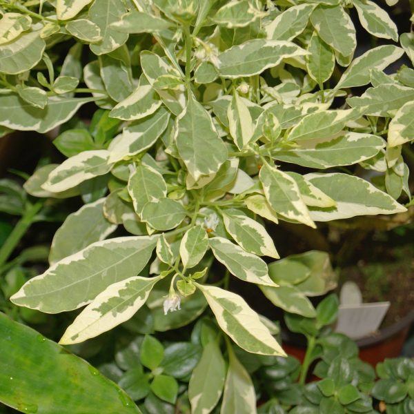 Solanum pseudocapsicum variegata Hot on Sale