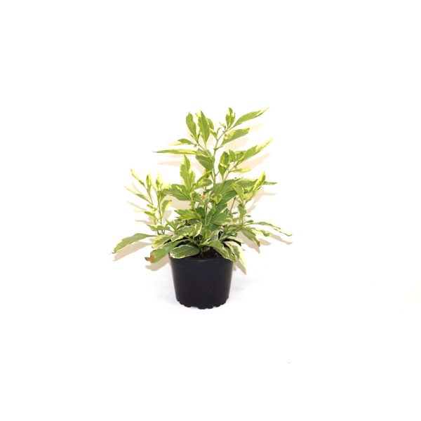 Solanum pseudocapsicum variegata Hot on Sale - Image 2