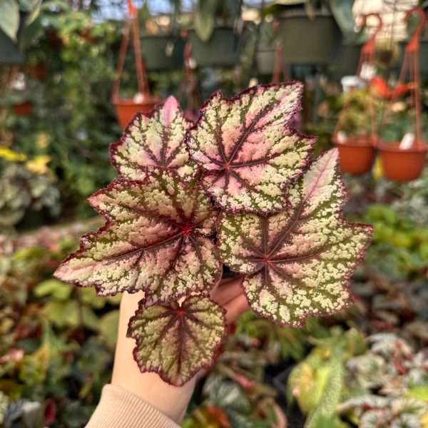Begonia  Robert Golden  Online now