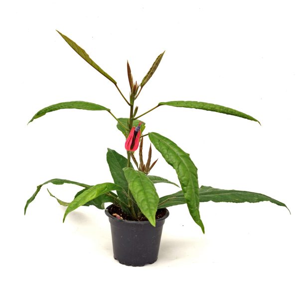 Pavonia multiflora Discount - Image 2