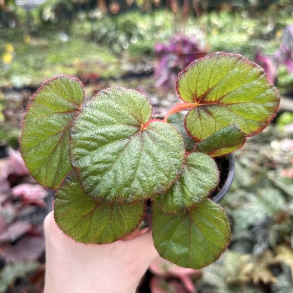 Begonia  Fireflush  Discount