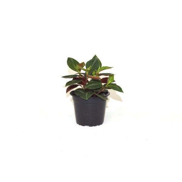 Peperomia trinervis For Cheap - Image 2