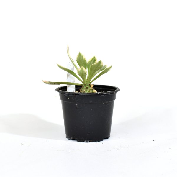 Euphorbia ritchiei  Variegata  Hot on Sale - Image 2