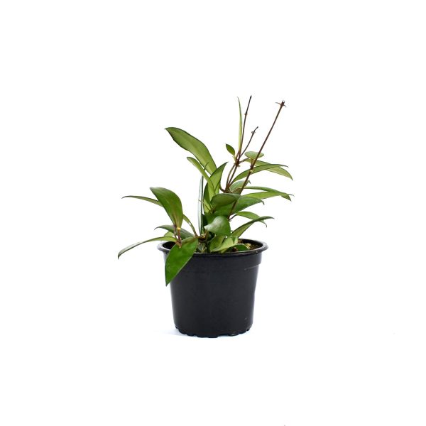 Hoya davidcummingii Online Sale - Image 2