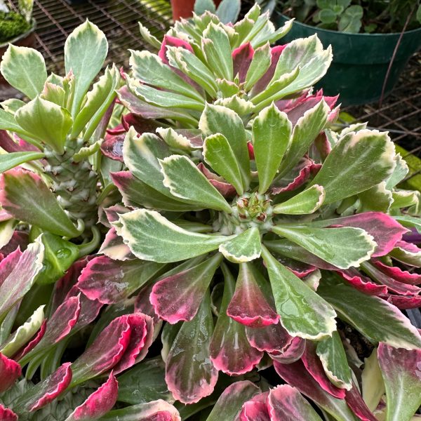 Euphorbia ritchiei  Variegata  Hot on Sale
